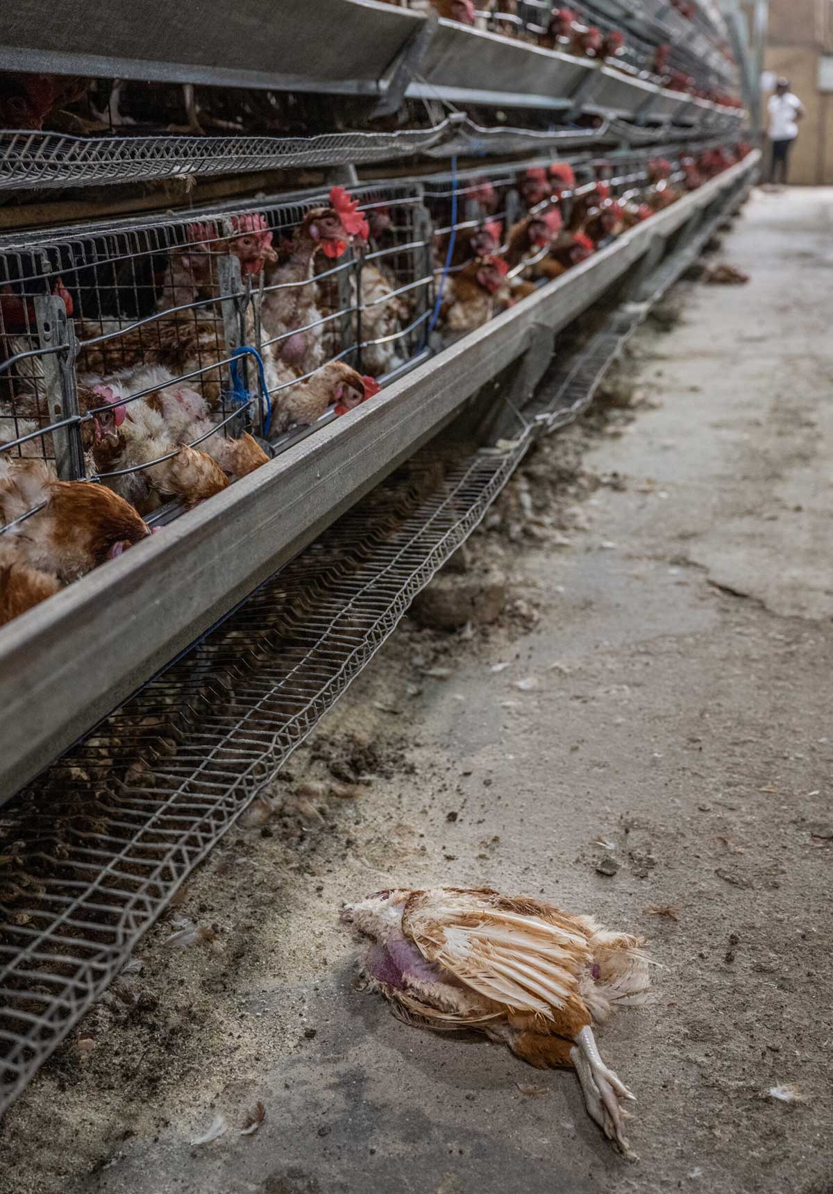 A dead hen pulled from her cage lies on the floor of an industrial egg production farm. Above her, sixty-week-old hens live crowded inside stacked rows of battery cages at an industrial farm, where they are kept for two years to lay eggs. Hens die prematurely from illness or injury from other birds while living in close confinement.